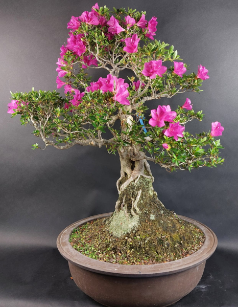 Bonsai - Japanese Satsuki Azalea, Hoshi-no-Kagayaki