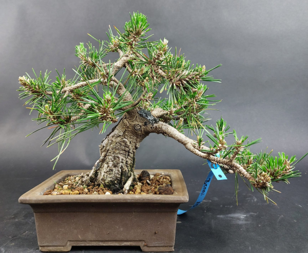 Bonsai - Schwarzkiefer, Pinus Thunbergii, Senjumaru, Japan
