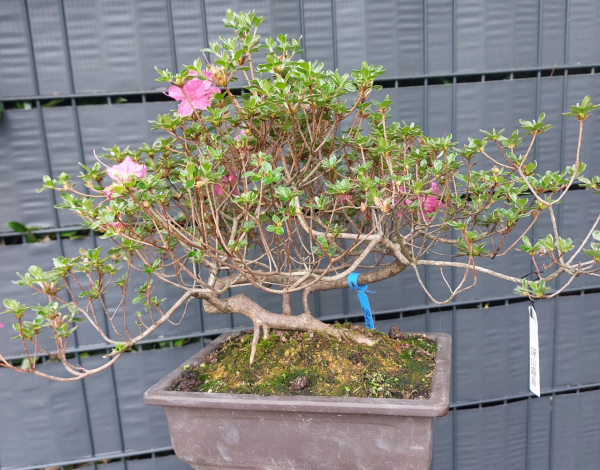 Bonsai - Japanese Satsuki Azalea, Miyama Kirishima