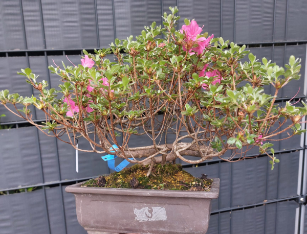 Bonsai - Japanese Satsuki Azalea, Miyama Kirishima