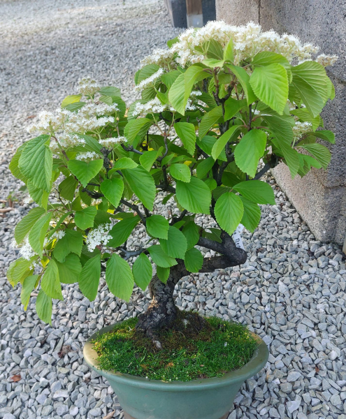Bonsai - Snowball, Viburnum dilatatum