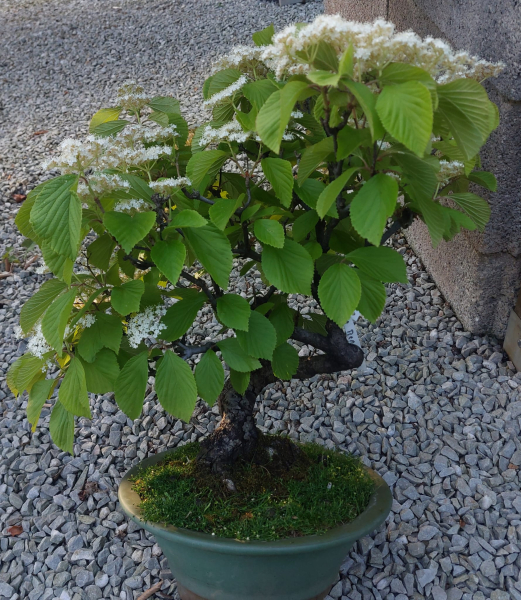 Bonsai - Snowball, Viburnum dilatatum