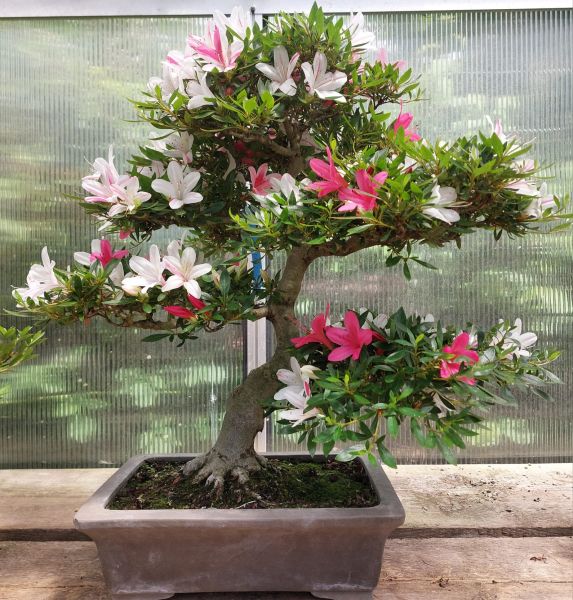 Bonsai - Jap. Satsuki Azalee, Tenkaboshi
