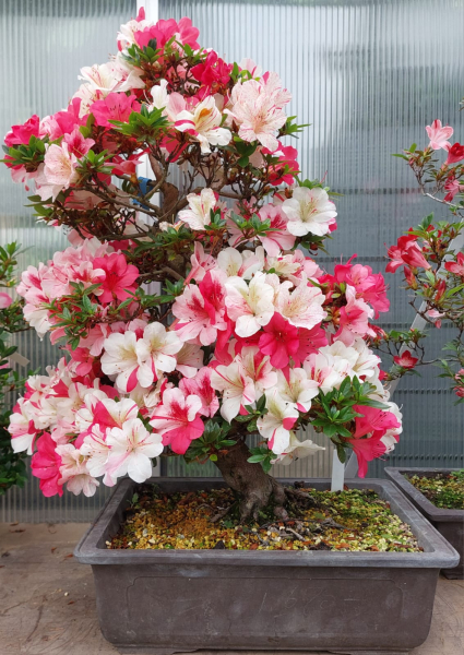Bonsai - Jap. Satsuki Azalee, Fureai-no-Sato