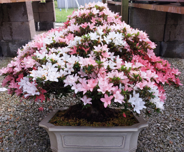 Bonsai - Japanese Satsuki Azalea, Shin Nikko