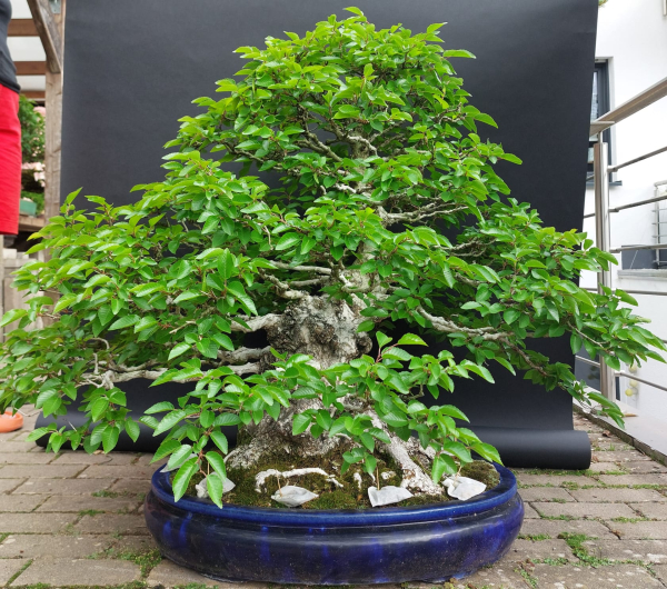 Bonsai - Hainbuche, Carpinus Laxiflora, Japan
