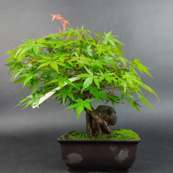 Bonsai - Fächerahorn, Acer Palmatum Rock, Shohin