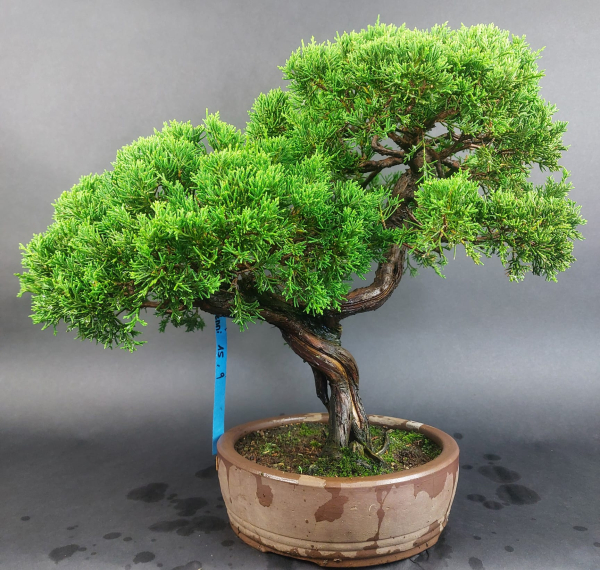 Bonsai - Wacholder, Juniperus Chinensis Itoigawa