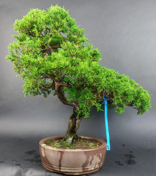 Bonsai - Wacholder, Juniperus Chinensis Itoigawa
