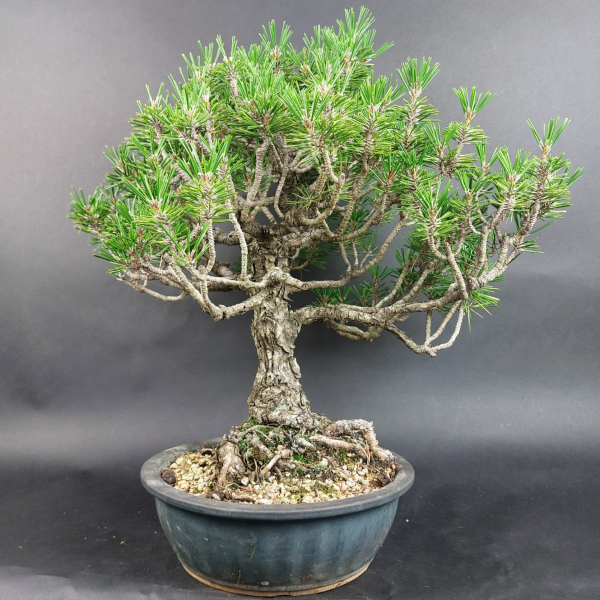 Bonsai - Japanese Black Pine, Pinus Thunbergii Kotobuki