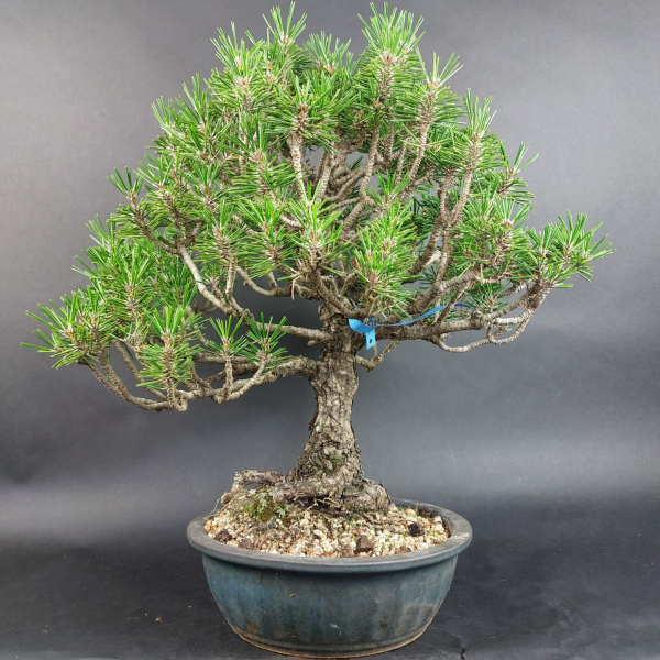 Bonsai - Japanese Black Pine, Pinus Thunbergii Kotobuki