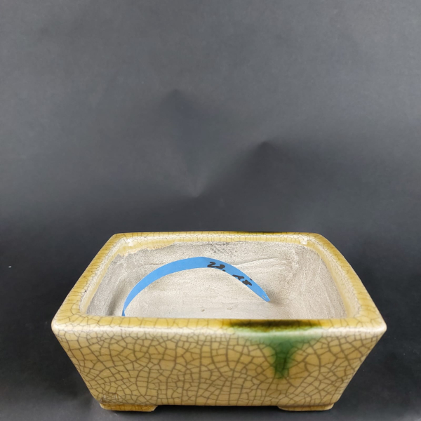 Bonsai - Tokoname Pot, Satomi