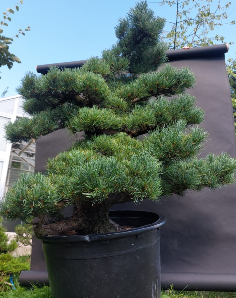 Gartenbonsai, Niwaki - Mädchenkiefer, Pinus Pentaphylla