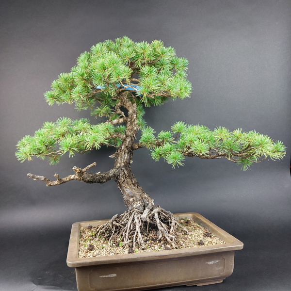 Bonsai - Japanese White Pine (root-real), Pinus Pentaphylla