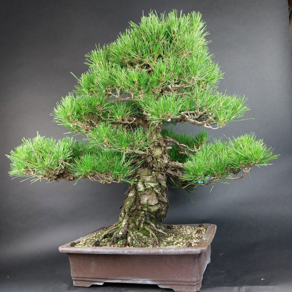 Bonsai - Pinus Thunbergii, Schwarzkiefer, Japan