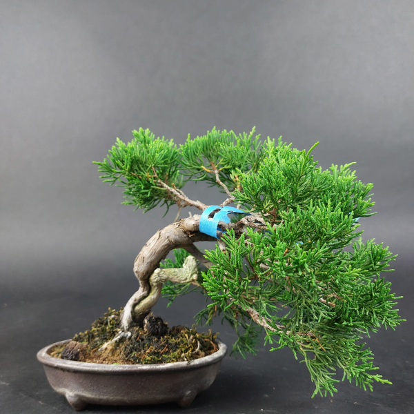 Bonsai - Wacholder, Juniperus Chinensis, Shohin