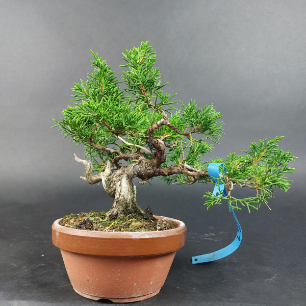 Bonsai - Wacholder, Juniperus Chinensis, Shohin