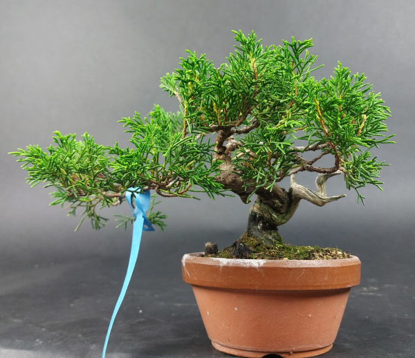 Bonsai - Wacholder, Juniperus Chinensis, Shohin
