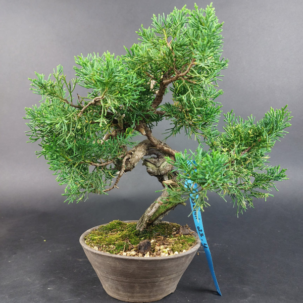 Bonsai - Wacholder, Juniperus Chinensis