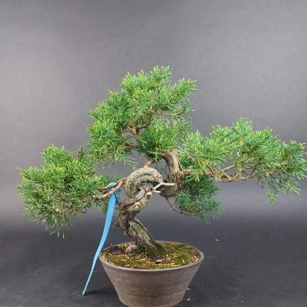 Bonsai - Wacholder, Juniperus Chinensis