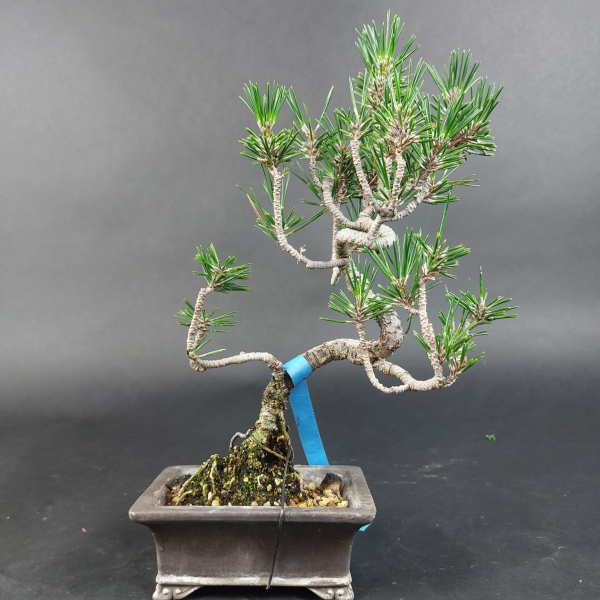 Bonsai - Japanese Black Pine, Pinus Thunbergii Senjumaru