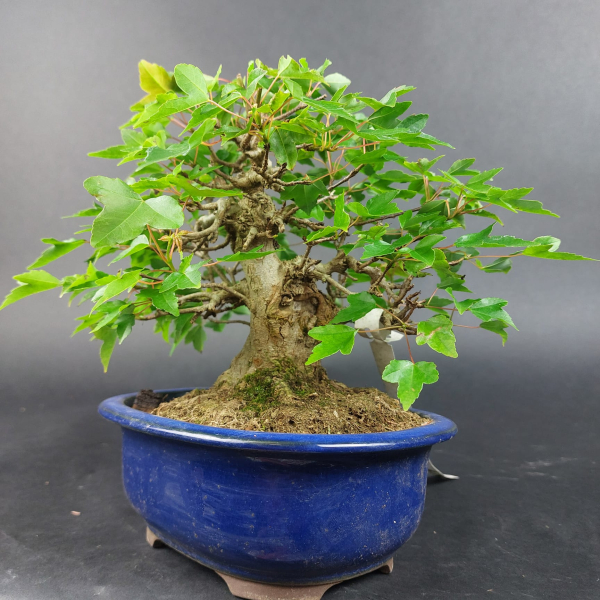 Bonsai - Dreispitzahorn, Acer Buergerianum Shohin