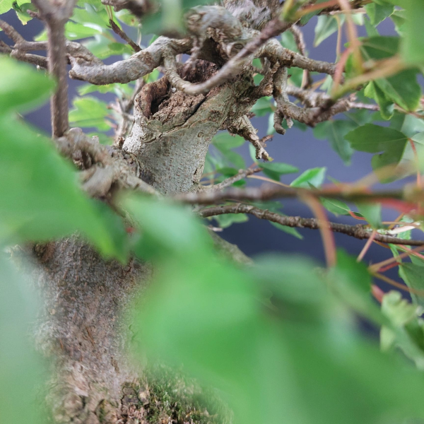 Bonsai - Dreispitzahorn, Acer Buergerianum Shohin