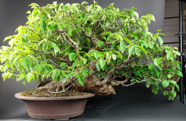 Bonsai - Quitte, Cydonia Sinensis
