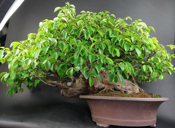 Bonsai - Quitte, Cydonia Sinensis
