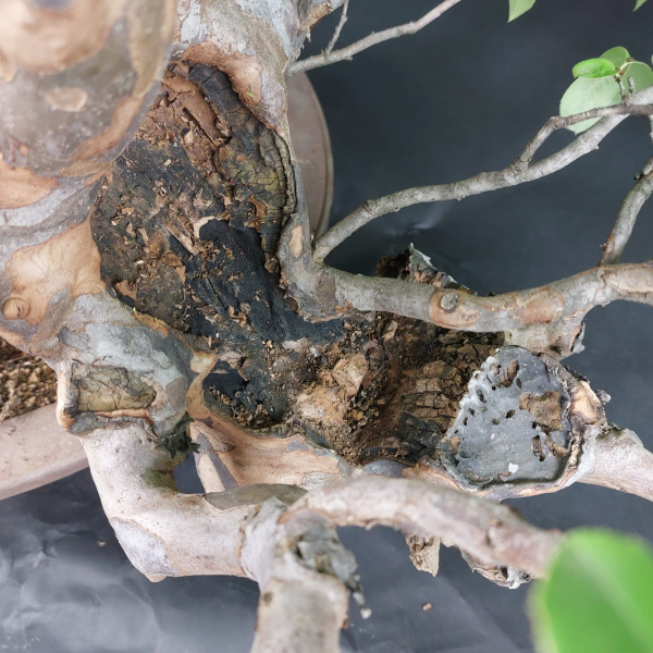 Bonsai - Quitte, Cydonia Sinensis