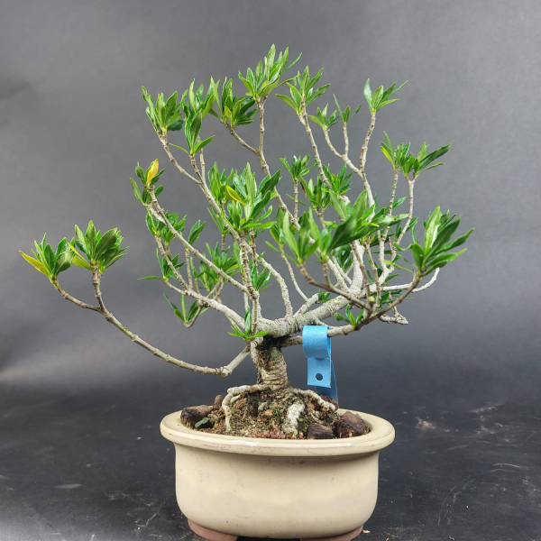 Bonsai - Gardenia jasminoides, Shohin