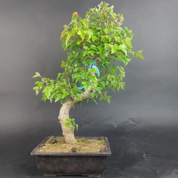 Bonsai - Dreispitzahorn, Acer Buergerianum