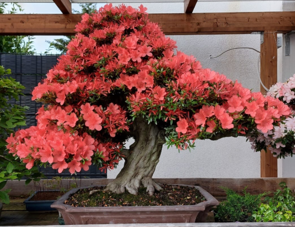 Bonsai - Japanese Satsuki Azalea, Kinsai