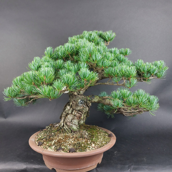 Bonsai - Mädchenkiefer, Pinus Pentaphylla, Japan