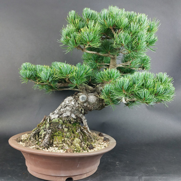Bonsai - Japanese White Pine, Pinus Pentaphylla