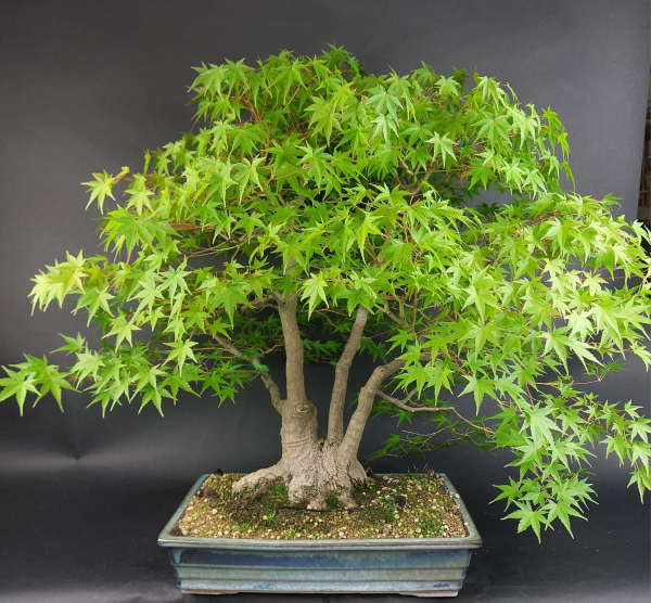 Bonsai - Fächerahorn, Acer Palmatum