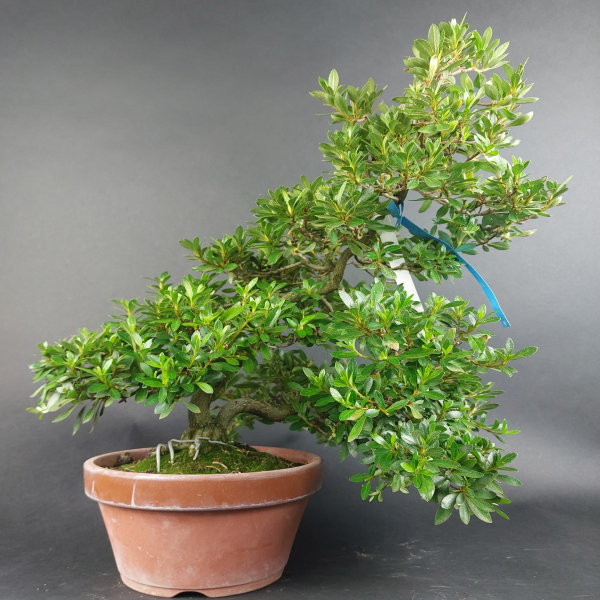 Bonsai - Jap. Satsuki Azalee, Murasaki