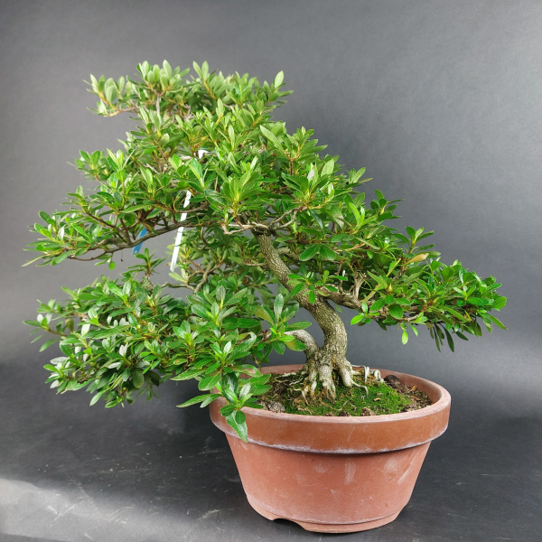 Bonsai - Jap. Satsuki Azalee, Murasaki