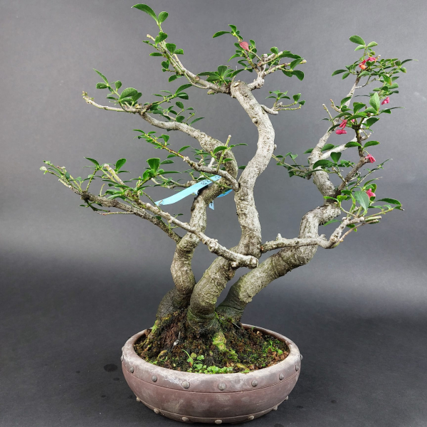 Bonsai - Euonymus alatus
