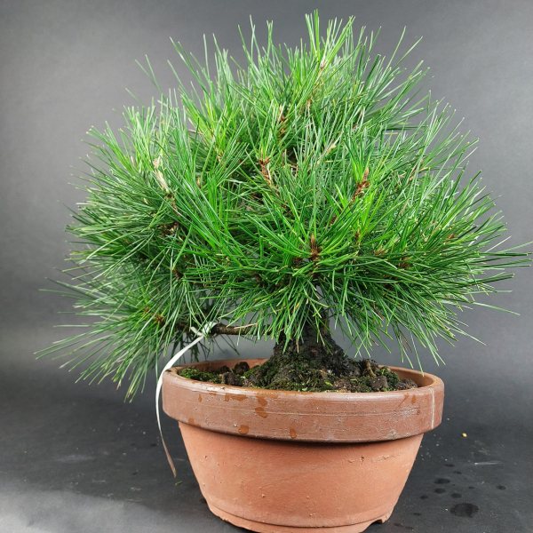 Bonsai - Pinus Thunbergii, Schwarzkiefer, Japan