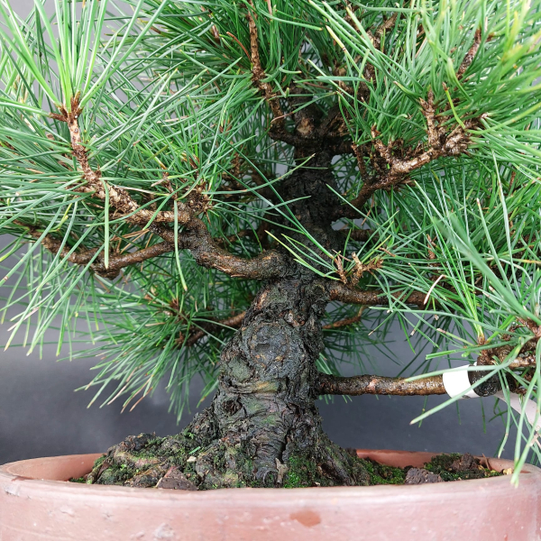 Bonsai - Pinus Thunbergii, Schwarzkiefer, Japan