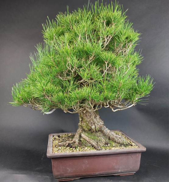 Bonsai - Schwarzkiefer, Pinus Thunbergii, Japan