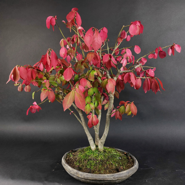 Bonsai - Euonymus alatus, Spindelstrauch