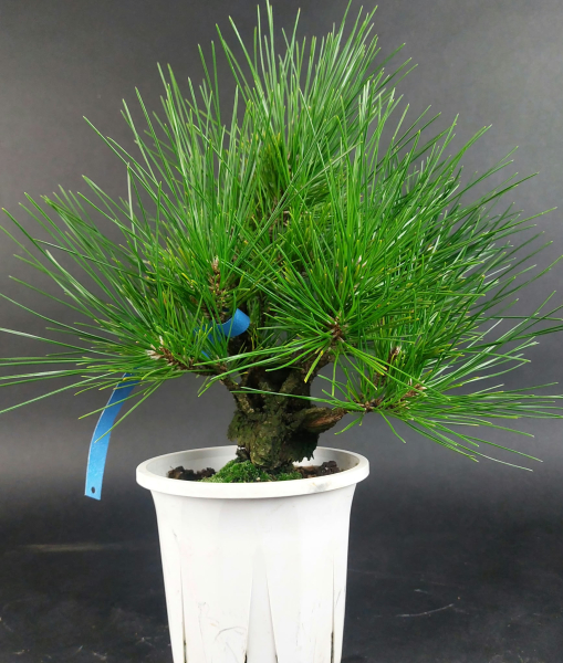 Bonsai - Japanese Black Pine, Pinus Thunbergii Corticosa - Kopie