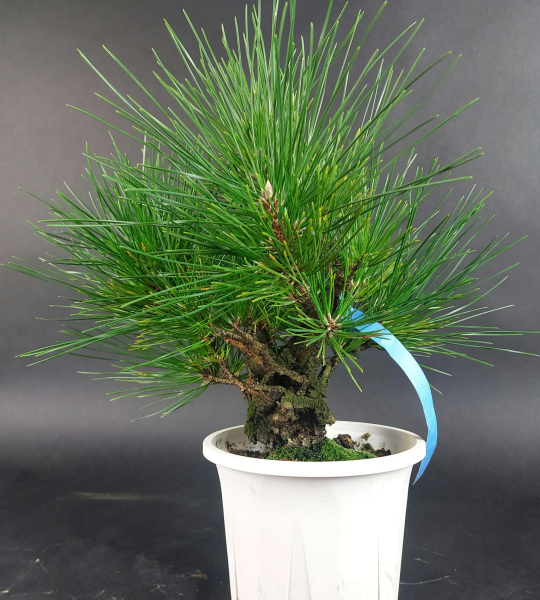 Bonsai - Japanese Black Pine, Pinus Thunbergii Corticosa - Kopie