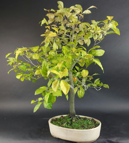 Bonsai - Diospyros Kaki, Weiblich