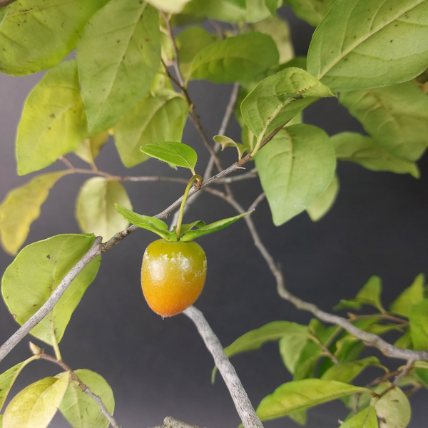Bonsai - Diospyros Kaki, Weiblich