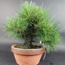 Bonsai - Pinus Thunbergii, Schwarzkiefer, Japan