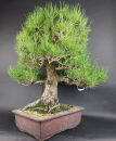 Bonsai - Schwarzkiefer, Pinus Thunbergii, Japan