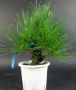 Bonsai - Pinus Thunbergii Corticosa, Schwarzkiefer, Japan